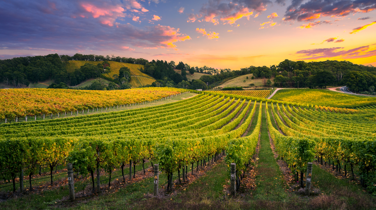 7 Unforgettable Vineyards to Visit in France (By Region)