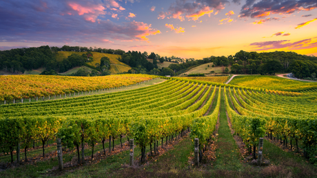 7 Unforgettable Vineyards to Visit in France (By Region)