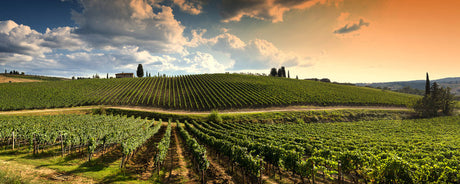 Left Bank vs Right Bank Wines: Key Differences & How to Choose