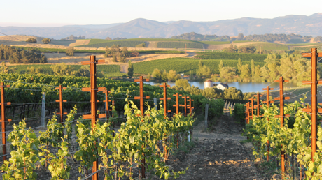 5 Unforgettable Vineyards to Visit in the US (By Region)