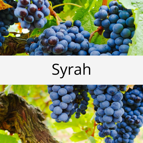 Syrah