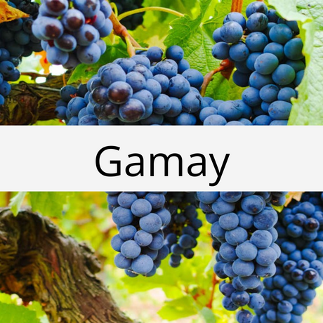 Gamay