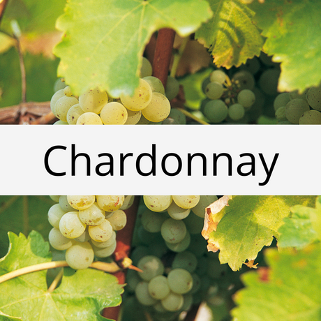 Chardonnay