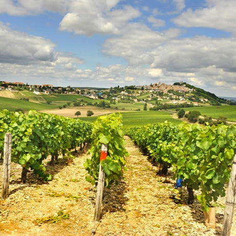 Sancerre